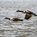 Canada geese5