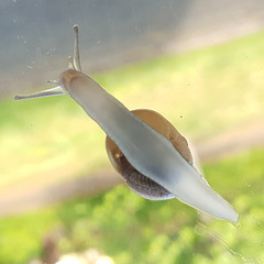 Window snail