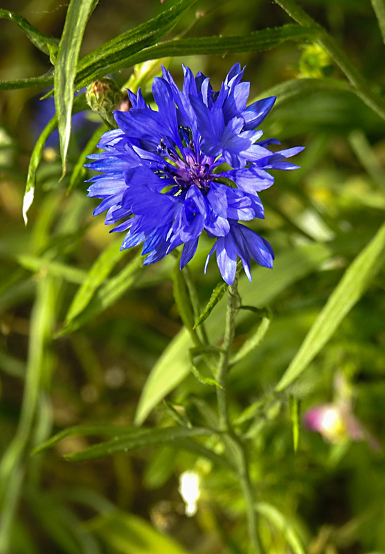 20220620 1281CPw [D~LIP] Kornblume (Centaurea cyanus), Bad Salzuflen