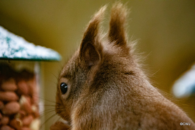 Red Squirrels