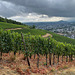 Weinberge bei Ahrweiler