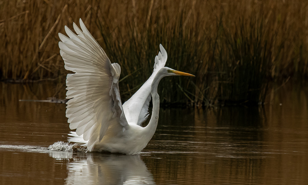 Great white egret