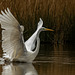 Great white egret