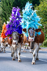 Cattle Drive (12) Cattle Drive (12)