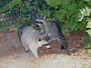 Two Raccoons