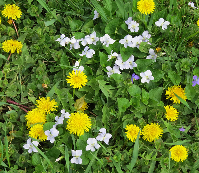 Wild white violets