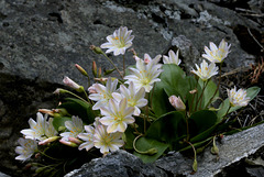 Lewisiopsis tweedyi