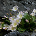 Lewisiopsis tweedyi