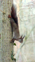 Eichhörnchen am Baumstamm abwärts