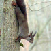 Eichhörnchen am Baumstamm abwärts