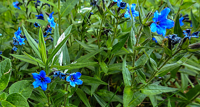 20200517 7408CPw [D~LIP] Blauer Steinsame (Argonychon purpurocaeruleum), UWZ, Bad Salzuflen