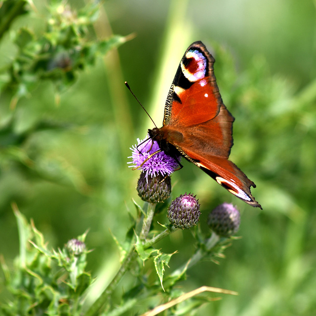 Butterfly on a purple flower