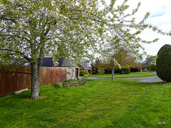 Gean Tree in flower (Native wild cherry, with edible but slightly sour fruit)