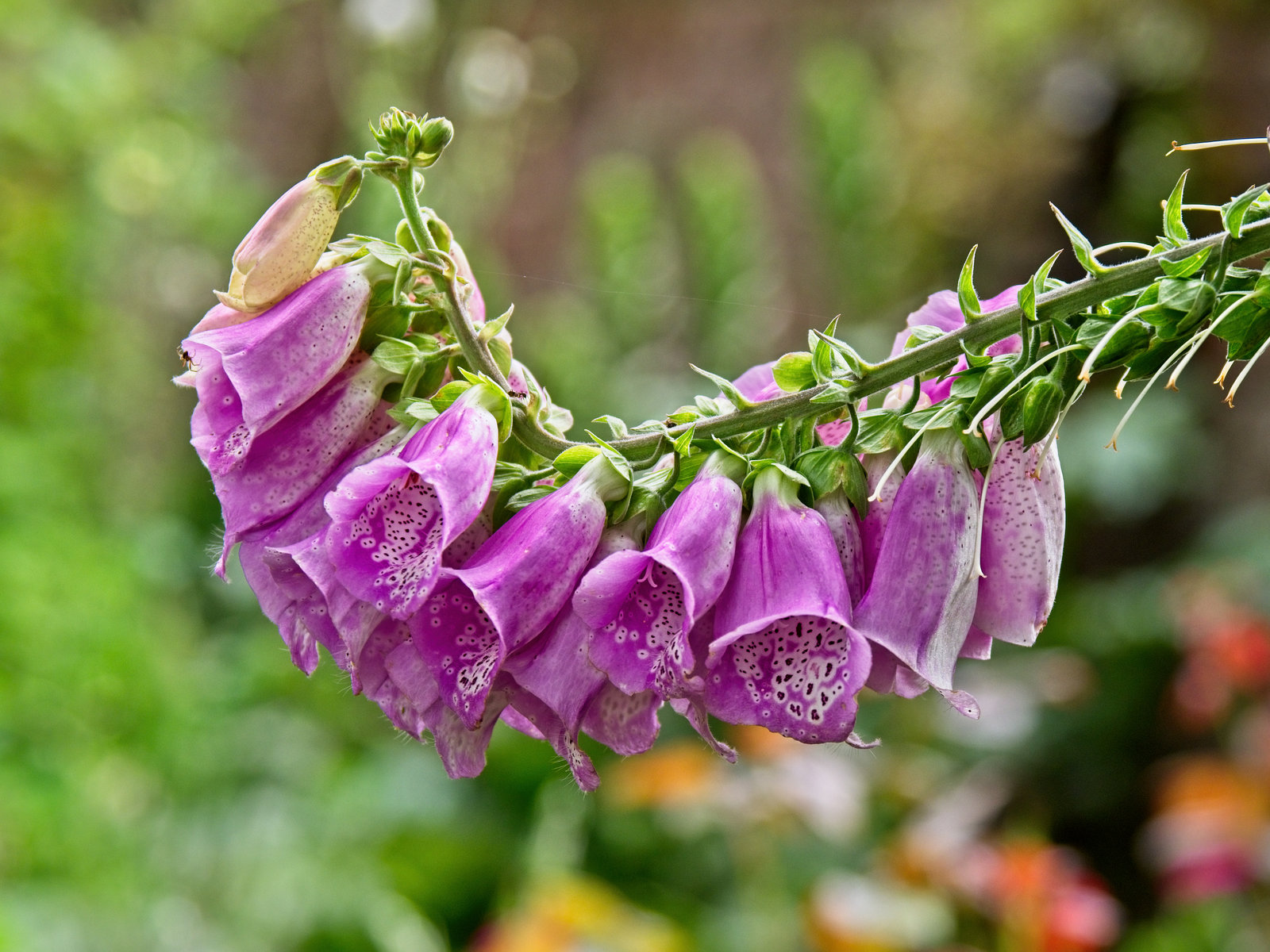 Foxglove