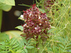 Thai Basel / Lamiaceae (Labiatae)