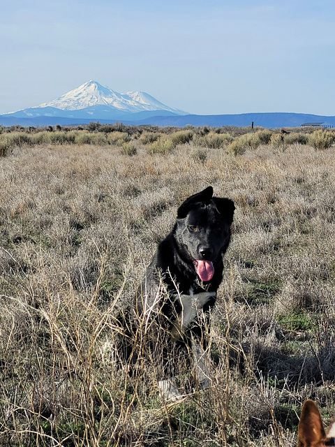 Accidental dog: Clyde