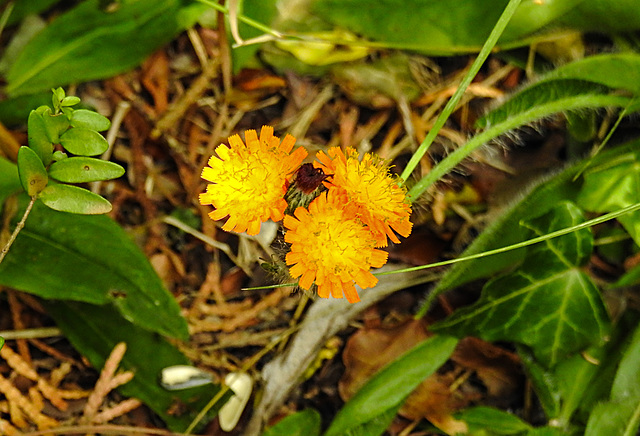 20220620 1283CPw [D~LIP] Habichtskraut (Hieracium aurantiacum), Bad Salzuflen