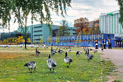 Grey Geese in Helsinki