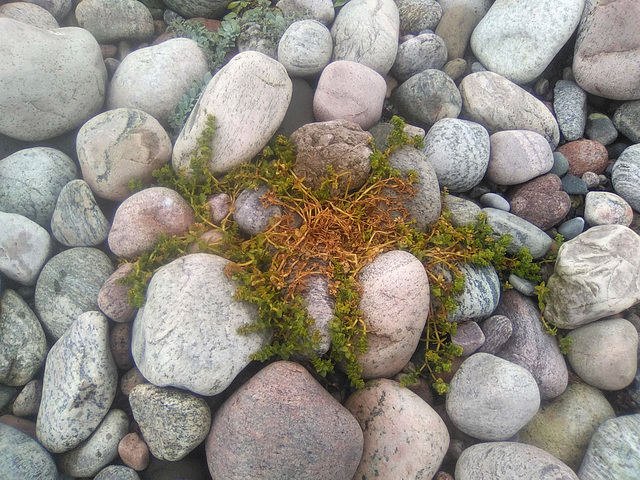 Végétation sur cailloux / Vegetación sobre piedras