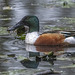 Shoveler duck