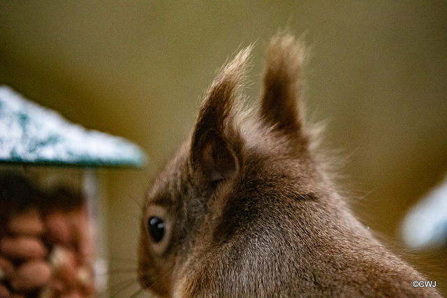 Red Squirrels