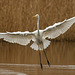 Great white egret