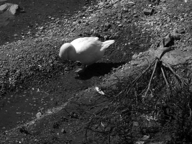 lungo il torrente