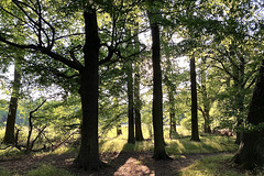 Altwarmbüchener Wald