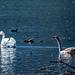 Schwanensee - Le lac des cygnes - Лебединое Озеро - Swan Lake