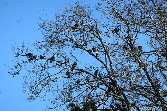 Les pigeons aiment aussi le soleil !