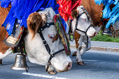 Cattle Drive (13) Cattle Drive (13)