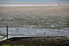 20140907 4839VRAw [NL] Möwe, Terschelling