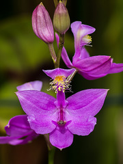 Calopogon tuberosus (Common Grass-pink orchid) in the bog garden