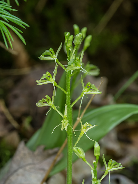 Liparis loeselii (Loesel's Twayblade orchid)