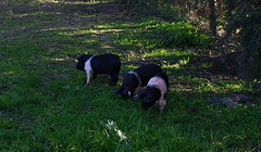 our new piglets!