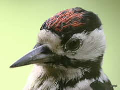 Greater spotted woodpecker - head detail
