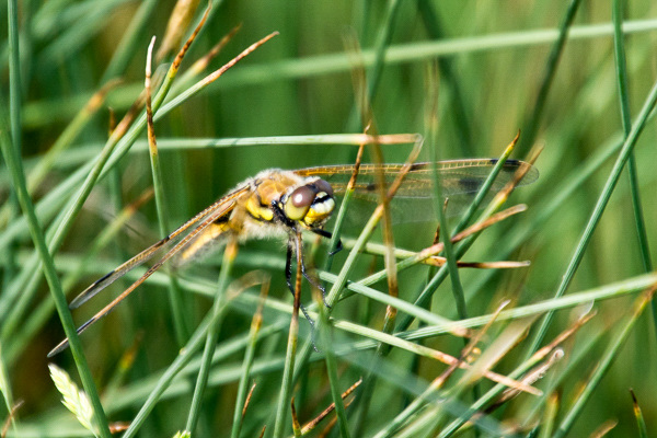 Four Spotted Chaser - DSA 0530