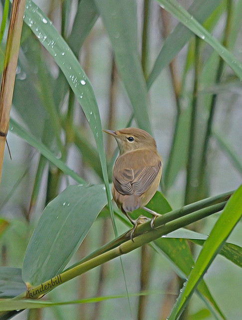 Reed Warbler (Juvenile)   /   July 2018