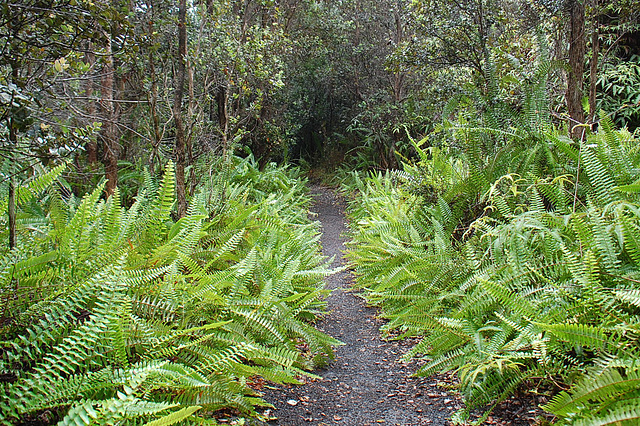 Ferns, ferns.....