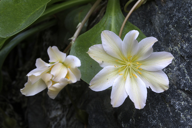 Lewisiopsis tweedyi