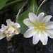 Lewisiopsis tweedyi