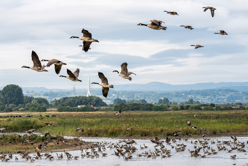 Canada geese6