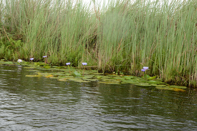 Uganda, Lotuses on the Wetlands of Mabamba