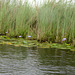 Uganda, Lotuses on the Wetlands of Mabamba