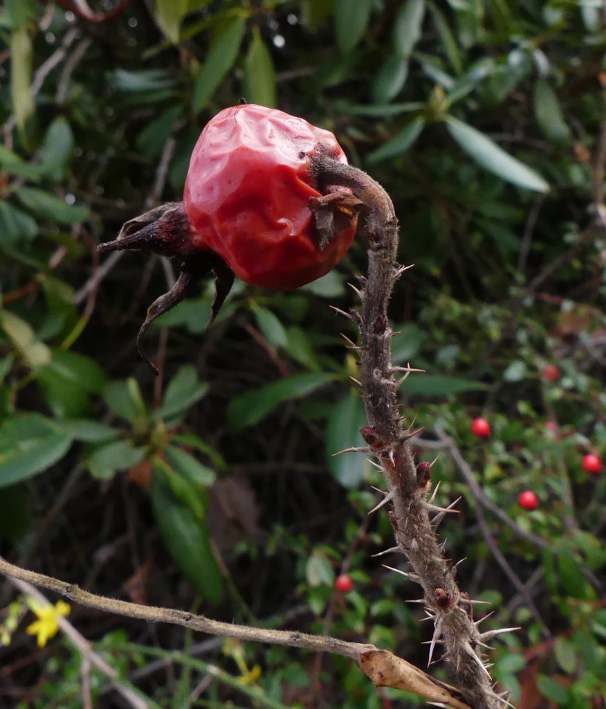 Hagebutte der Heckenrose (PiP)