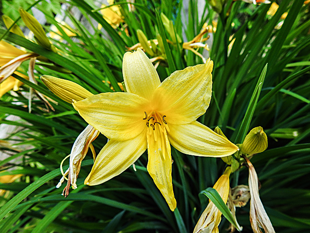 20200517 7409CPw [D~LIP] Gelbe Taglilie Hemerocallis lilioasphodelus), UWZ, Bad Salzuflen