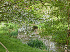 Cherry blossom by the pond