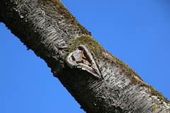 Ein Herz für den Baum