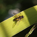 Hoverfly (Helophilus pendulus)