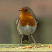 Robin